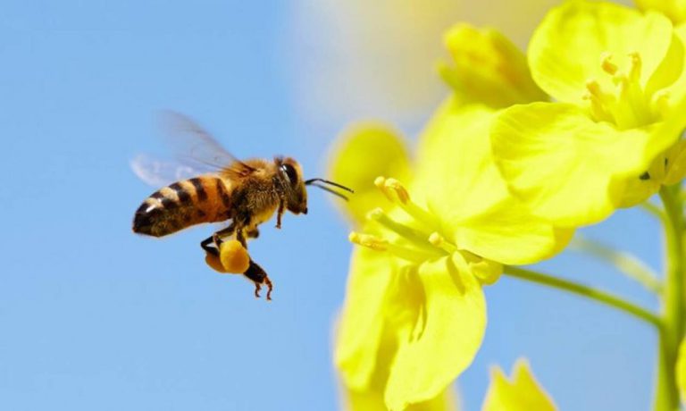 Μέλισσα: ένα από τα πιο πολύτιμα και εργατικά έντομα στη Γη!
